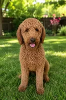 Romeo, a male Goldendoodle for sale in Homestead, FL – 1 of 1