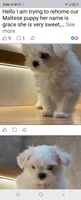 Luly, a female Maltese for sale in Homestead, FL – 5 of 6