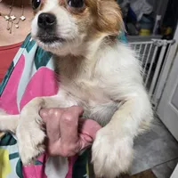 Luke and liluy, a male Pekingese for sale in Homestead, FL – Photo 1 of 2