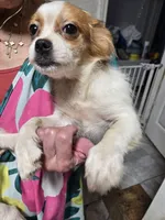 Luke and liluy, a male Pekingese for sale in Homestead, FL – Photo 1 of 2