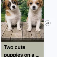 Luke and liluy, a male Pekingese for sale in Homestead, FL – Photo 2 of 2