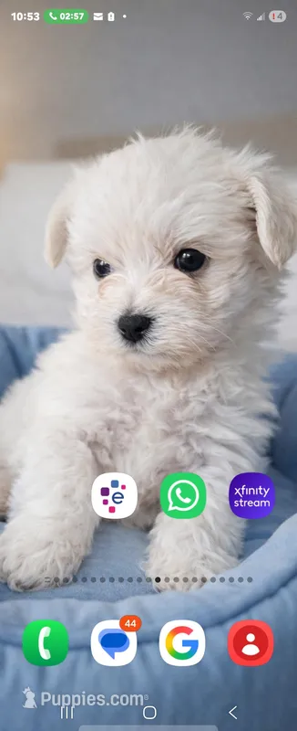 linda – Maltese puppy for sale in Homestead, FL