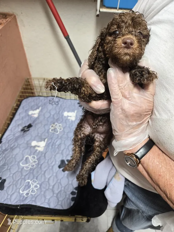 Romeo – Goldendoodle puppy for sale in Homestead, FL