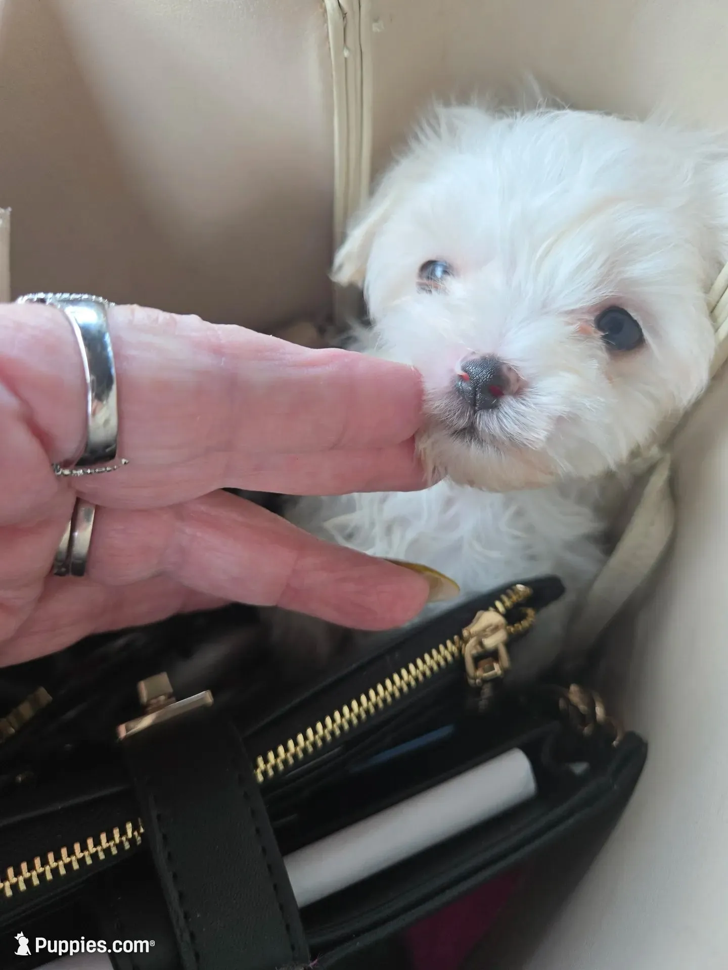 Teacup tini, a male Maltese for sale in Homestead, FL – 2 of 3