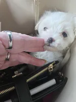 Tesie, a male Maltese for sale in Homestead, FL – 3 of 3