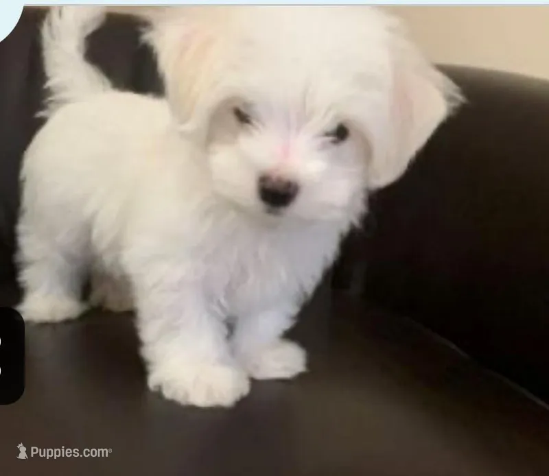 Tesie – Maltese puppy for sale in Homestead, FL