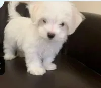 Tesie, a male Maltese for sale in Homestead, FL – 1 of 3