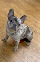 Oreo, a male French Bulldog for sale in Chicago, IL – 1 of 1