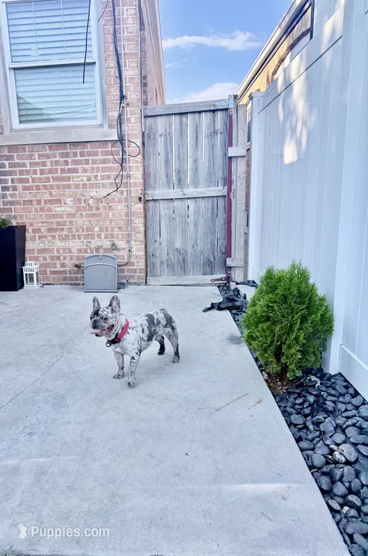 Oreo – French Bulldog puppy for sale in Chicago, IL
