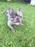 Oreo, a male French Bulldog for sale in Chicago, IL – 2 of 3
