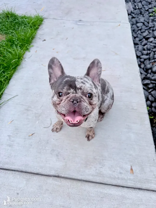 Oreo – French Bulldog puppy for sale in Chicago, IL