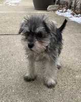 Rocky, a male Miniature Schnauzer for sale in Chicago, IL – Photo 3 of 7