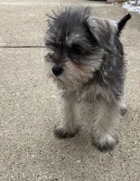 Rocky, a male Miniature Schnauzer for sale in Chicago, IL – Photo 1 of 7