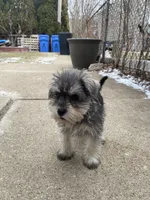 Rocky, a male Miniature Schnauzer for sale in Chicago, IL – Photo 5 of 7