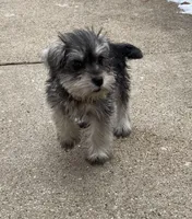 Rocky, a male Miniature Schnauzer for sale in Chicago, IL – Photo 2 of 7