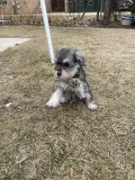 Rocky, a male Miniature Schnauzer for sale in Chicago, IL – Photo 7 of 7