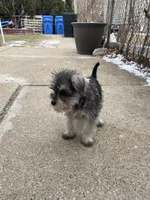 Rocky, a male Miniature Schnauzer for sale in Chicago, IL – Photo 6 of 7