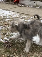 Cinnamon , a female Miniature Schnauzer for sale in Chicago, IL – Photo 6 of 8