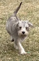 Cinnamon , a female Miniature Schnauzer for sale in Chicago, IL – Photo 2 of 8