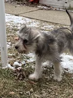 Cinnamon , a female Miniature Schnauzer for sale in Chicago, IL – Photo 4 of 8