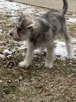 Cinnamon , a female Miniature Schnauzer for sale in Chicago, IL – Photo 7 of 8