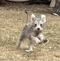 Cinnamon , a female Miniature Schnauzer for sale in Chicago, IL – Photo 1 of 8