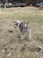 Cinnamon , a female Miniature Schnauzer for sale in Chicago, IL – Photo 8 of 8