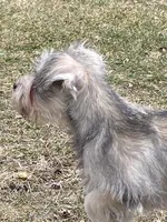 Cinnamon , a female Miniature Schnauzer for sale in Chicago, IL – Photo 5 of 8