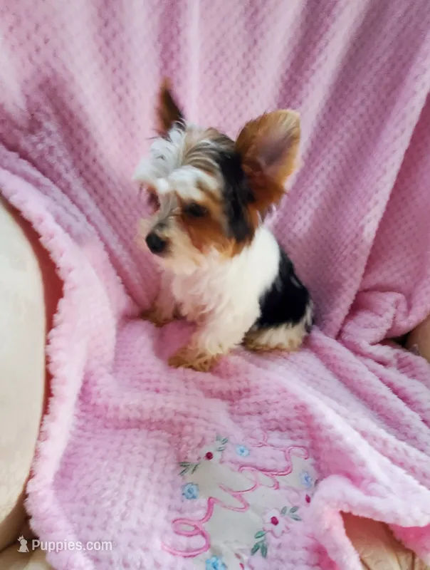 Baby Daisy – Yorkshire Terrier puppy for sale in Bluefield, VA