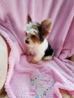 Baby Daisy, a female Yorkshire Terrier for sale in Bluefield, VA – 1 of 5