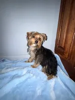 Lil Pauley, a male Yorkshire Terrier for sale in Calabash, NC – 6 of 8