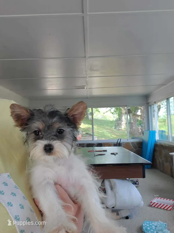 Baby Daisy – Yorkshire Terrier puppy for sale in Myrtle Beach, SC
