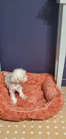 Moria, a female Maltese for sale in Bluefield, VA – 3 of 7