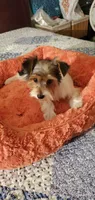 Patches, a male Yorkshire Terrier for sale in Chicopee, MA – 2 of 8