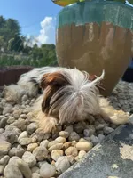 Tcup Simba, a male Yorkshire Terrier for sale in Myrtle Beach, SC – 10 of 10