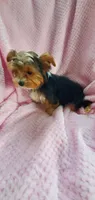 Tcup Valentina, a female Yorkshire Terrier for sale in Bluefield, VA – 3 of 5