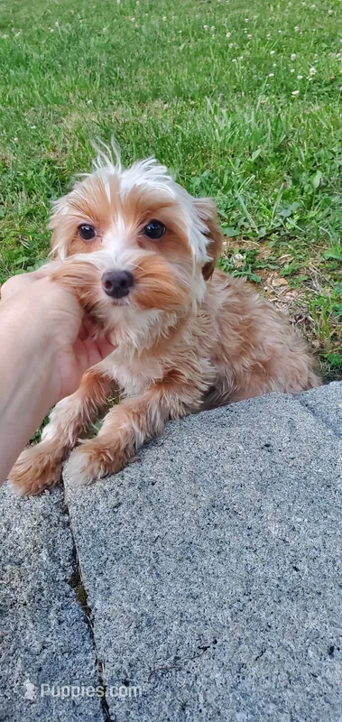 Lil Tanner  – Yorkshire Terrier puppy for sale in Chicopee, MA