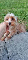 Brownie Boy, a male Yorkshire Terrier for sale in Myrtle Beach, SC – 3 of 6