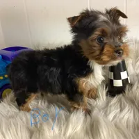 Lil Prince of York, a male Yorkshire Terrier for sale in Jefferson, GA – 1 of 1