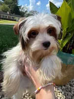 Tcup Simba, a male Yorkshire Terrier for sale in Myrtle Beach, SC – 6 of 10