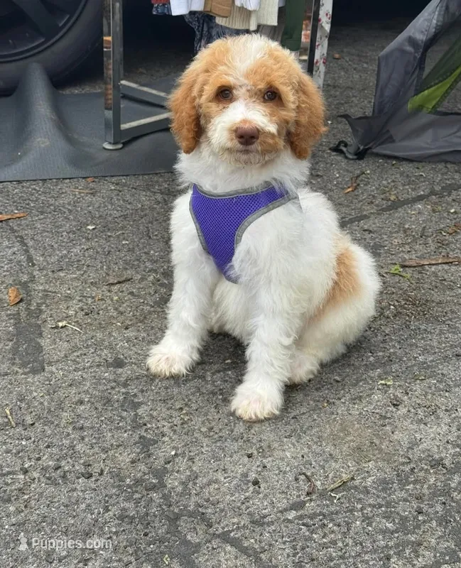 Mercedes 💎  – Poodle - Standard  puppy for sale in Bluefield, VA