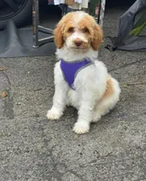 Mercedes 💎 , a female Poodle - Standard  for sale in Bluefield, VA – 1 of 1