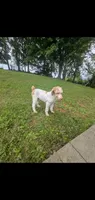 Buddy, a male Poodle - Standard  for sale in Myrtle Beach, SC – 9 of 9