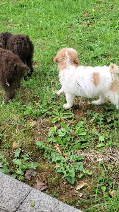 Buddy, a male Poodle - Standard  for sale in Myrtle Beach, SC – 4 of 4