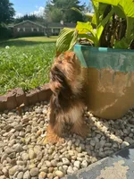Hershey kiss, a male Yorkshire Terrier for sale in Myrtle Beach, SC – 4 of 9