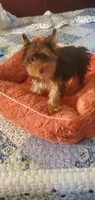 Hershey kiss, a male Yorkshire Terrier for sale in Chicopee, MA – 4 of 8