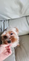 Tanner , a male Yorkshire Terrier for sale in Chicopee, MA – 4 of 10