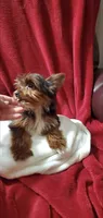 Lil Prince of York, a male Yorkshire Terrier for sale in Calabash, NC – 2 of 4