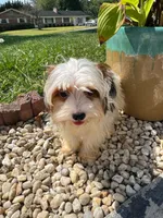 Tcup Simba, a male Yorkshire Terrier for sale in Myrtle Beach, SC – 4 of 10