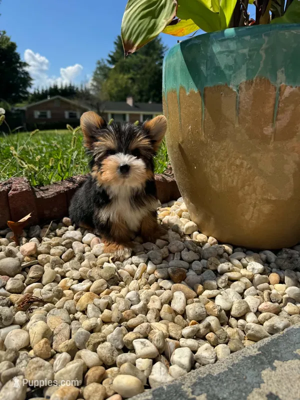 Tcup Harley  – Yorkshire Terrier puppy for sale in Chicopee, MA